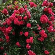 Саженцы сибирских роз (плетистые) фото