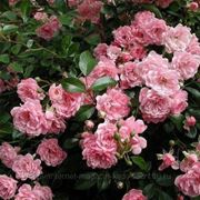 Саженцы сибирских роз (парковые) фото