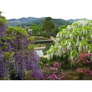 Глициния, Вистерия, лиана ( wisteria floribunda) №45 фото