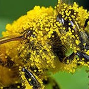 Пыльца пчелиная в Казахстане фото