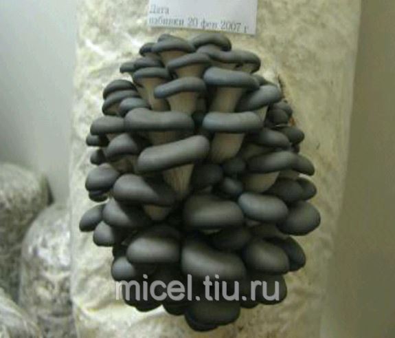 Мицелий Вешенки Т 35 Купить В Кз