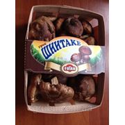 Шиитаке свежий фото