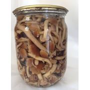 Опенок консервированный фото