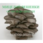 Мицелий гриба вешенки от украинского производителя расфасовка 1 кг фото