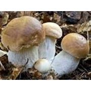 Методика по организации коммерческого выращивания Белого гриба (Боровик) фото