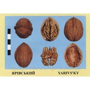 Саженцы ореха грецкого — Яривский фотография