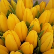 Луковицы тюльпанов фото