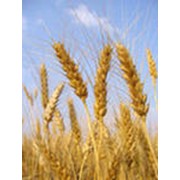 Пшеница мягкая мукомольная фото