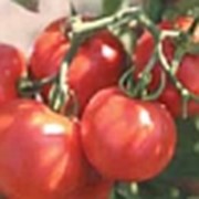 Семена помидоров-Слот F1 фотография