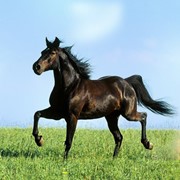 Лошадь темного окраса