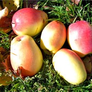 Сортовые кронированные саженцы яблони : Глостер