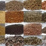 Семена масличных культур,купить,Украина фото