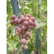 Виноград для северного виноградарства, районированные сорта, клематисы, гортензия, вейгела фото