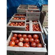 Помидоры, томаты сорт “Югра“ фото