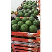 Продаем авокадо из Испании фото