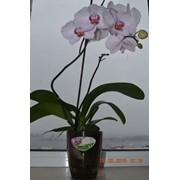 Вазон Орхидея - 1л фото