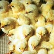 Инкубация цыплят под заказ