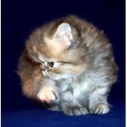 Котенок персидский. Шоу-; брид-класс. фото