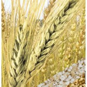 Пшеница, купить, Украина фотография