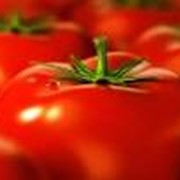 Помидоры, томаты свежие фотография