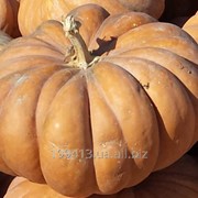 Семена тыквы Мускат де Прованс фото