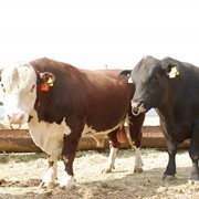 Племенные бычки породы Абердин ангус и Герефорд фото