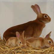 Комбикорм для кроликов (с травяной мукой) фото
