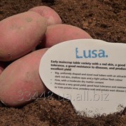 Картофель посадочный среднеспелый Lusa