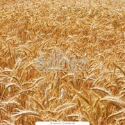 Пшеница золотая, зерновые культуры фото