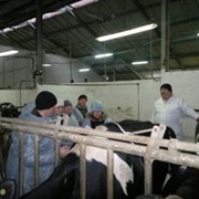 Кормление в молочном животноводстве, эффективные рационы фото