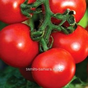 Семена томатов Кохава F1 фотография