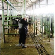 Лечение гипофункции яичников коров фото