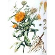 Календулы настойка (Calendula officinalis) фото