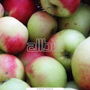 Яблоки летние от производителя, продажа