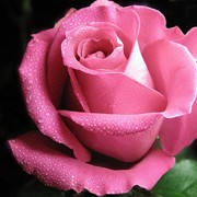 Цветы розы розовые