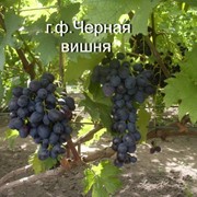 Виноград фото