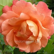 Роза парковая “Вэстерленд“ (саженец с ЗКС) фотография