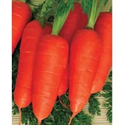 Морковь Нью Курода (100гр) фотография