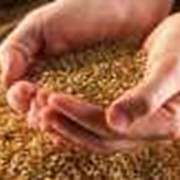 Культуры зерновые зерно фуражное продам фото