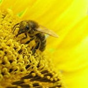 Товары пчеловодства фото
