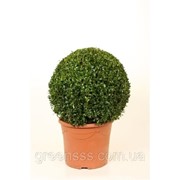 Самшит вечнозеленый -- Buxus sempervirens