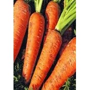 Семена моркови «Шантанэ Рэд Квинс»