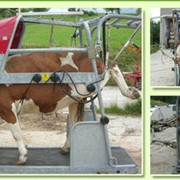 Станки для обработки копыт Top 5 фото