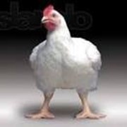 Цыплята Бройлера Кобб 500 Живым весом