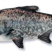 Толстолобик (0-5) кг свежемороженая рыба