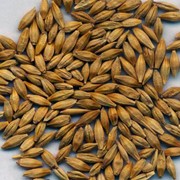 Оказываем услуги по выращиванию зерновых фотография