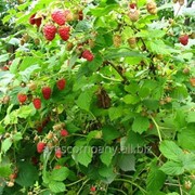 Малина Rubus fruticosus Navaho C2