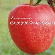 Яблоня сорт Гала фото