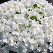 Семена цветов петунии Мамбо F1 1000 шт.драже белый фотография