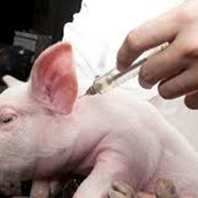 Вакцина для пофилактики сальмонеллеза свиней ТС-177 ж/сух фото
